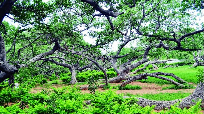 పిల్లల మర్రి వృక్షం