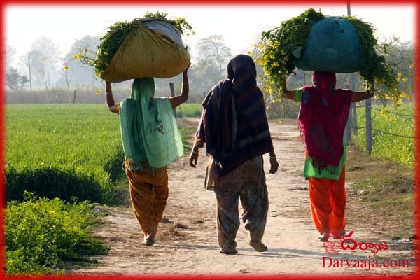 Farmers-and-farm-labourers-have-decreased_PLFS ఎవుసం మేం జెయ్యం !