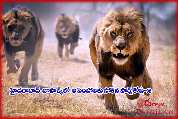 Lions-in-Hyderabad-zoo-affected-with-Sars-cov-2-1 జంతువుల‌ను వ‌ద‌ల‌ని వైర‌స్ !