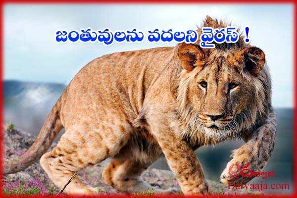Lions in Hyderabad zoo affected with Sars cov 2