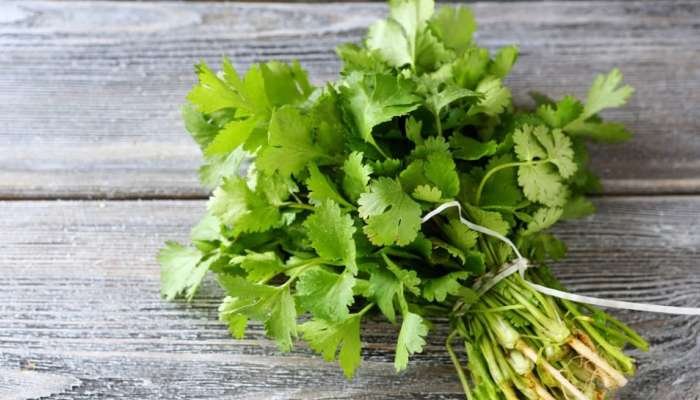 coriander Periods: పీరియడ్స్ ప్రతినెలా రావడం లేదా.. అయితే వీటిని పాటించి ఈ సమస్యకు చెక్ పెట్టండి..