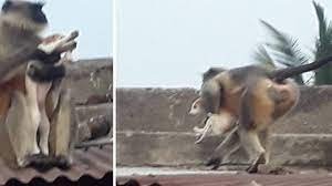 mankeys monkeys revenge: వాయమ్మో..ఇదేం పగా ప్రతికారం.. 250 కుక్కల ప్రాణాలు తీసిన కోతులు