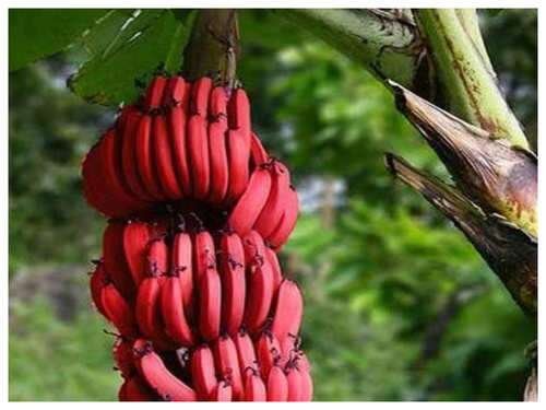 red banana