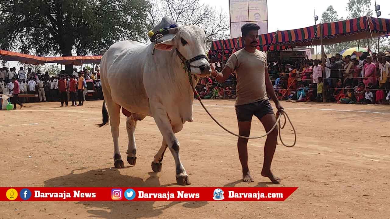 raithu-samburalu-1 ఘ‌నంగా రైతు సంబురాలు.. బండ‌లాగుడు పోటీలు.. భారీగా త‌ర‌లివ‌చ్చిన ప్ర‌జ‌లు !