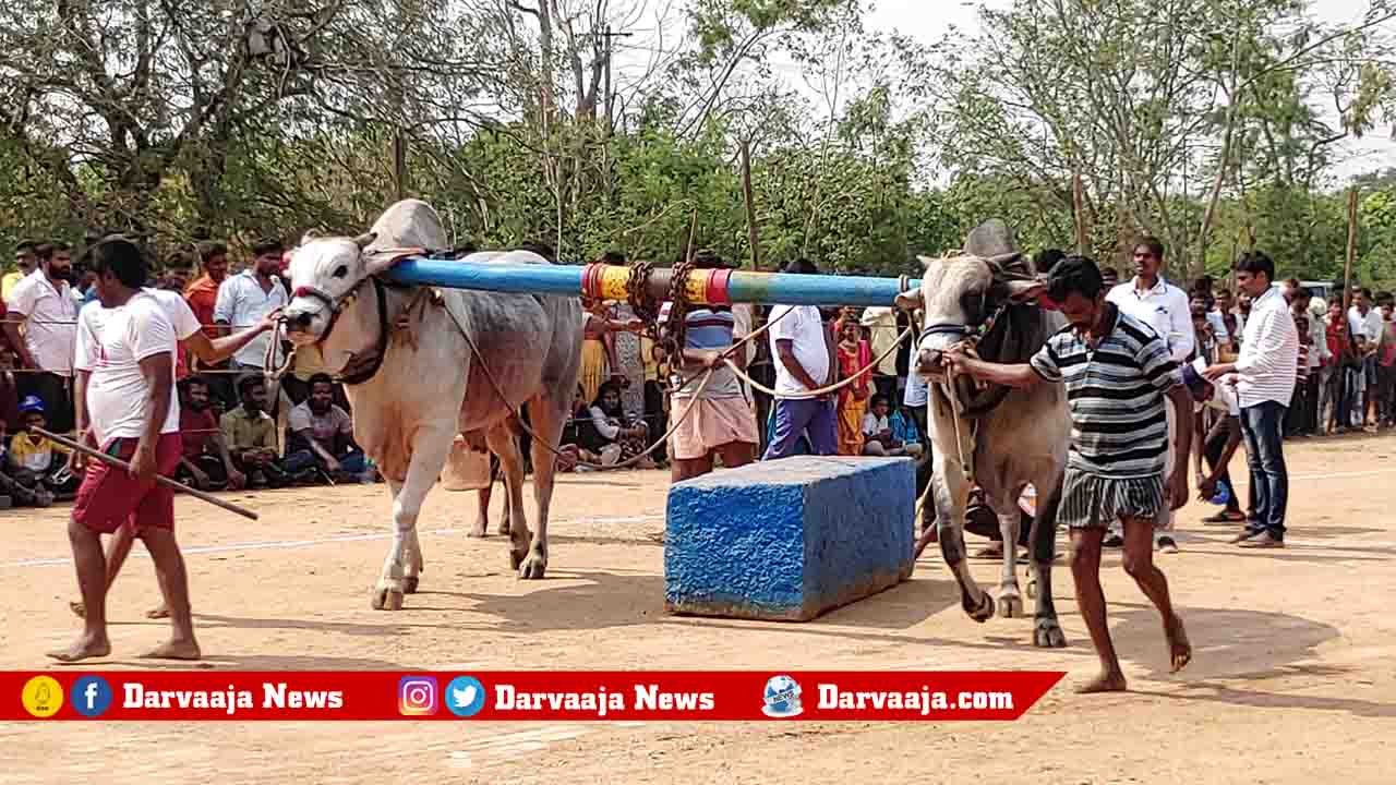 raithu-samburalu-3 ఘ‌నంగా రైతు సంబురాలు.. బండ‌లాగుడు పోటీలు.. భారీగా త‌ర‌లివ‌చ్చిన ప్ర‌జ‌లు !