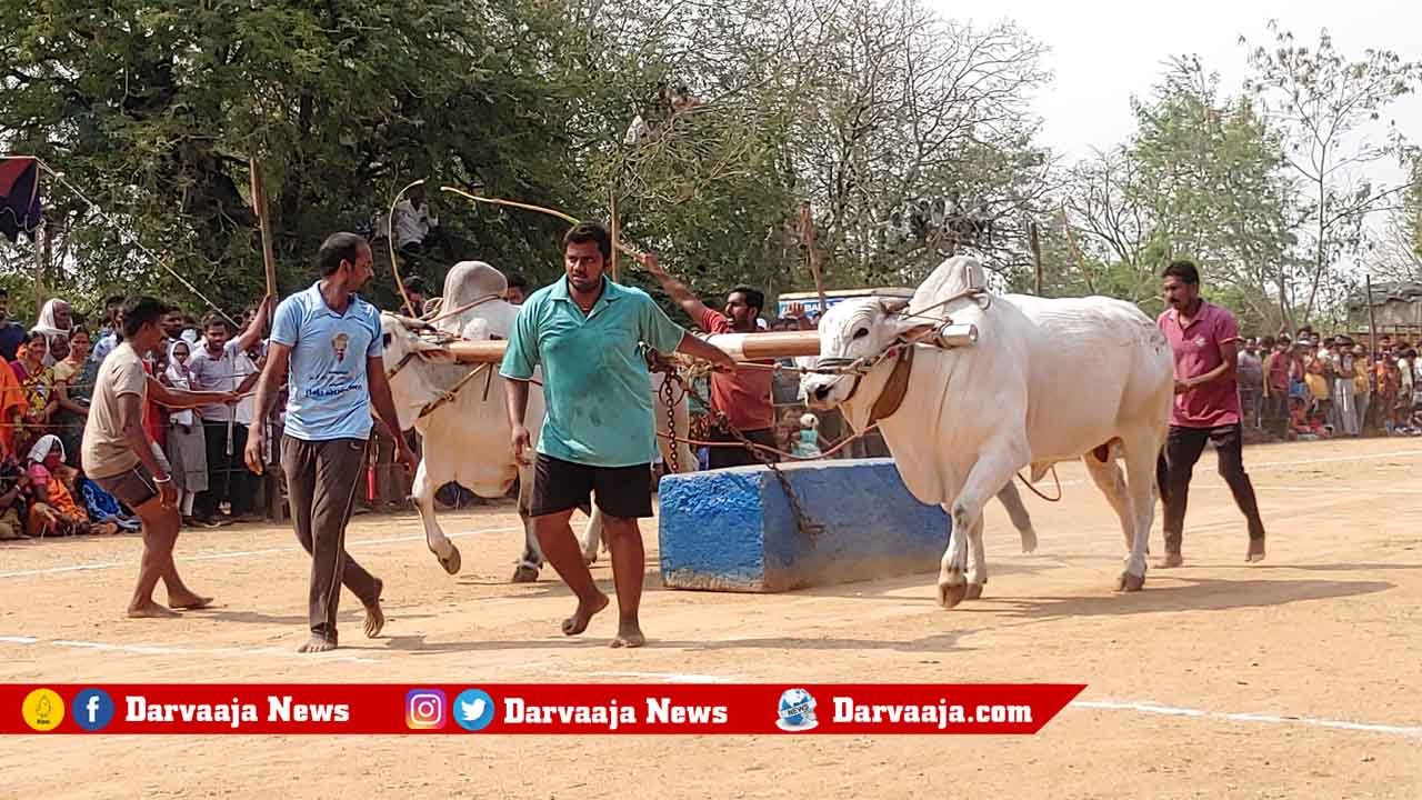 raithu-samburalu-8 ఘ‌నంగా రైతు సంబురాలు.. బండ‌లాగుడు పోటీలు.. భారీగా త‌ర‌లివ‌చ్చిన ప్ర‌జ‌లు !