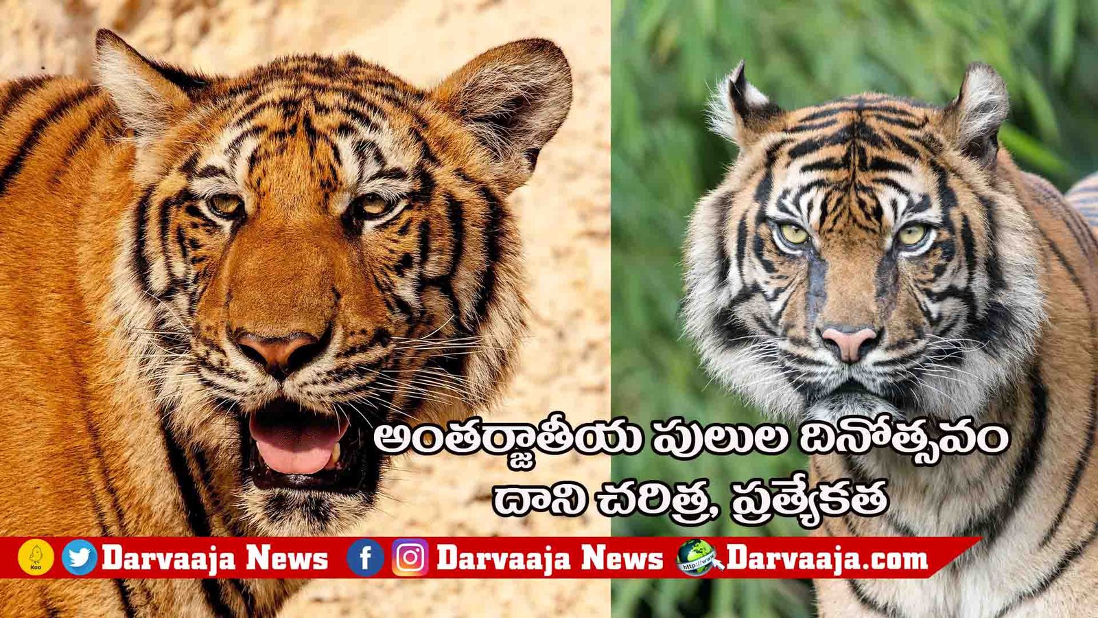 International Tiger Day 2023, Tiger Day, International Tiger Day, Tigers, India, అంతర్జాతీయ పులుల దినోత్సవం 2023, టైగర్ డే, అంతర్జాతీయ పులుల దినోత్సవం, పులులు, ఇండియా,