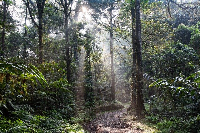 rainforest Amazon Forest : అమెజాన్ అడవులు లేకుంటే ఈ ప్రపంచం ఉండదా? అమెజాన్ అడవుల కథ ఇది