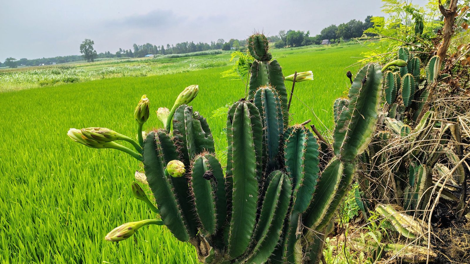 Peruvian Apple Cactus, Brahma Jemudu