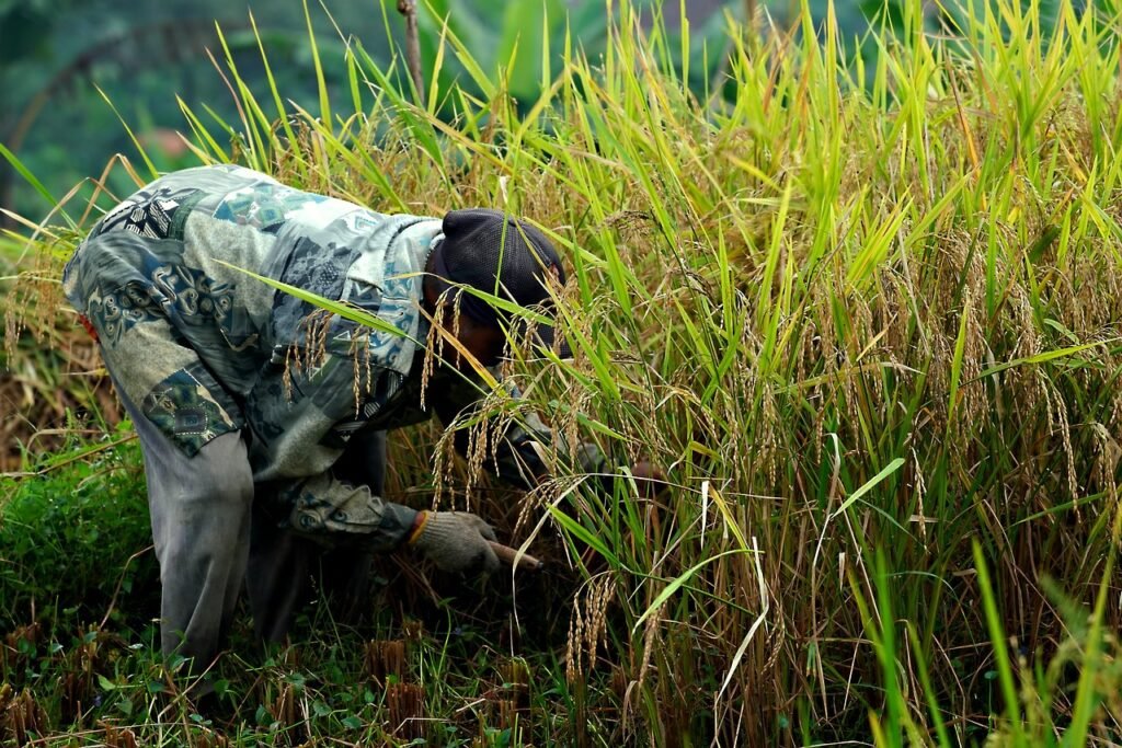 farmer-7970051_1280-1024x683 rythu bharosa: "భరోసా" బంద్.. అర్బన్ మండలాల్లో అగ్రికల్చర్ లేదట..!